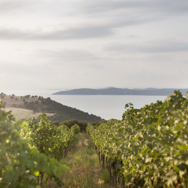 vineyard with sea view at akanthos