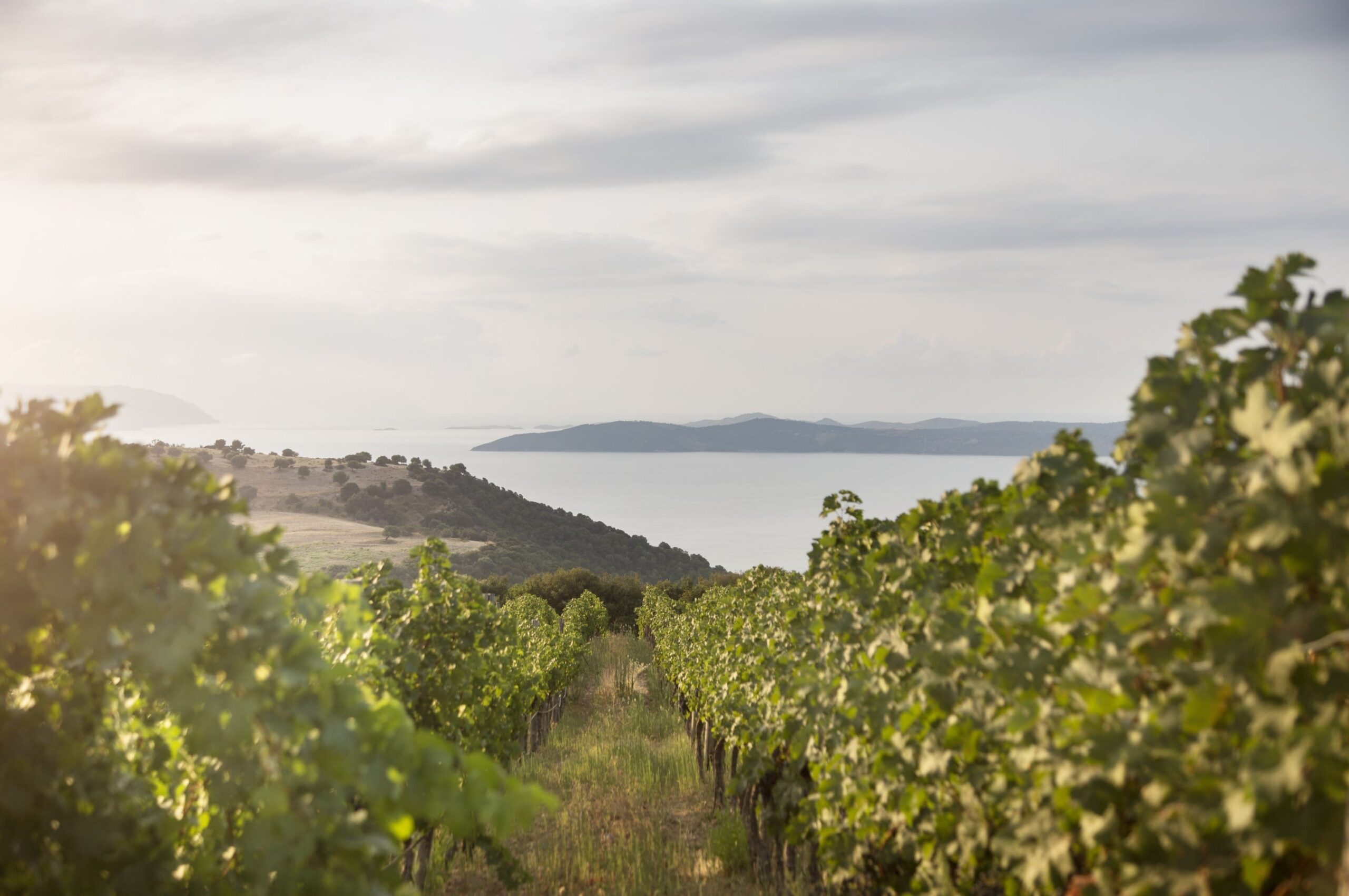 vineyard with sea view at akanthos